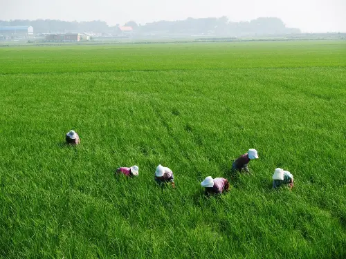 Farming Consultant