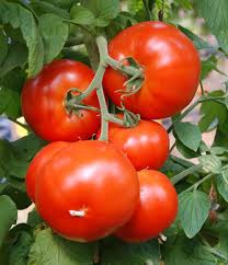 Tomato Seeds, Thakkali Seeds