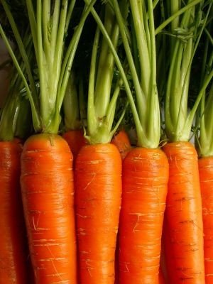 Carrot Seeds