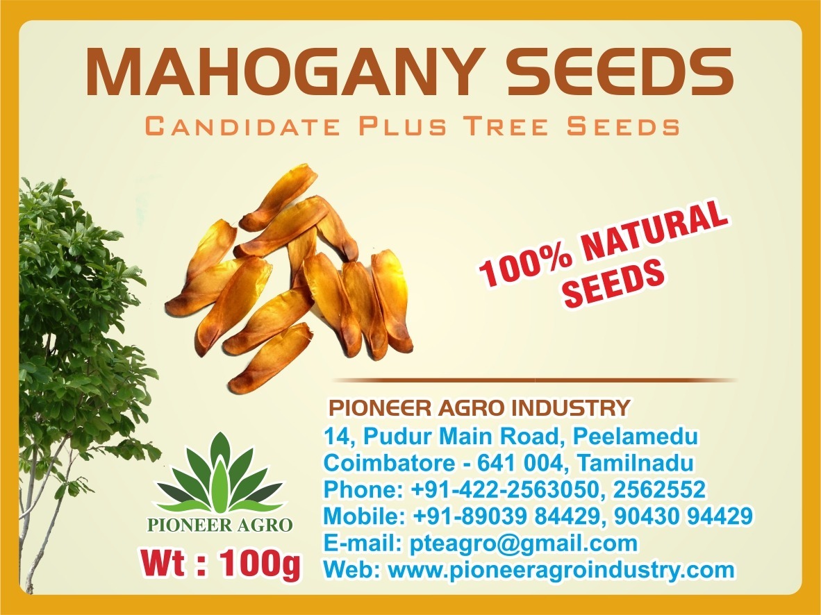 Mahogany Seeds, Seemai Thekku Maram Seeds