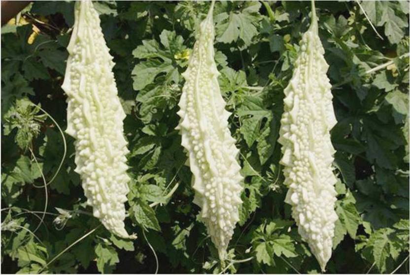 White Bitter Gourd Seeds