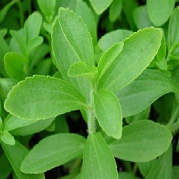 Seeni Tulasi Herb Seeds