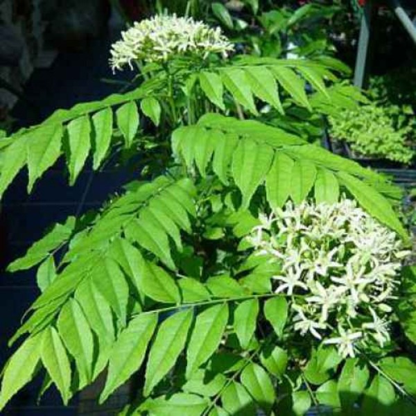 Curry leaves seeds